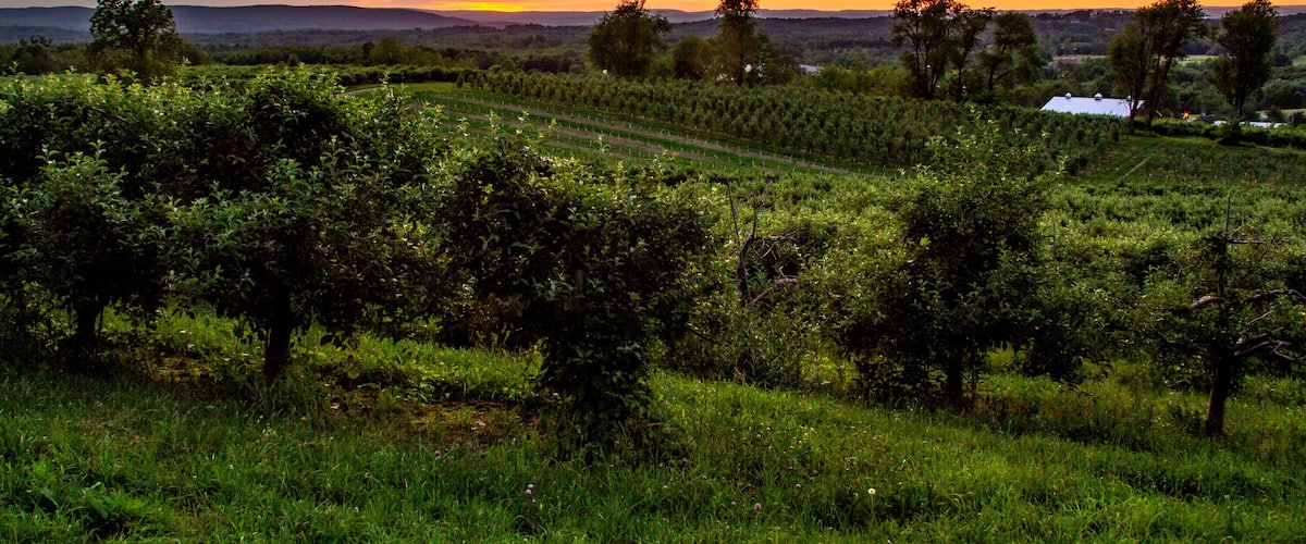 Warwick, NY - USA - June 2, 2018 Horizontal view of an orchard in the Warwick Valley during sunset.