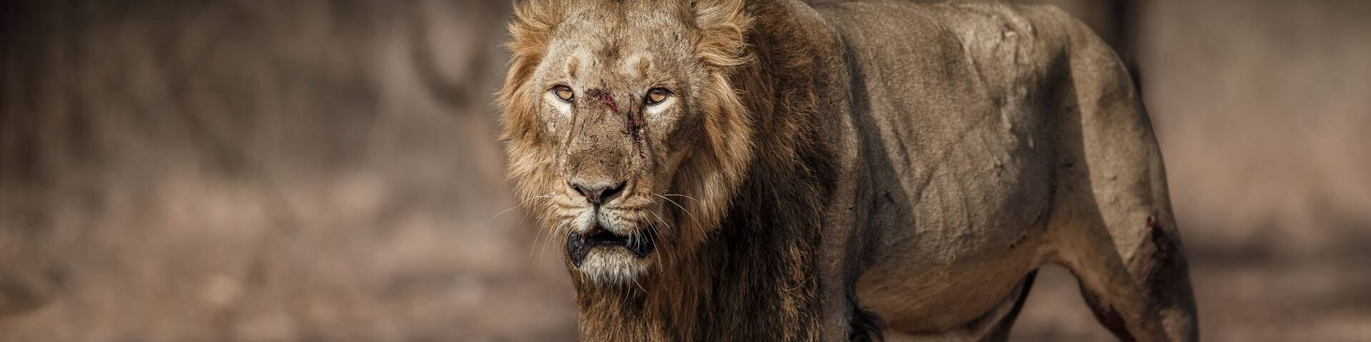 Asiatic lion male in the nature habitat. Asiatic lion male after fight. Wildlife scene with danger animal. Hot summer in Gujarat, India. Dry tree area with beautiful lion. Panthera leo