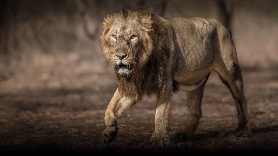 A lion walking in a dry, grassy area with trees in the background.