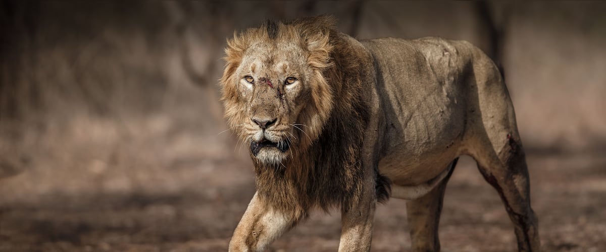 A lion walking in a dry, grassy area with trees in the background.