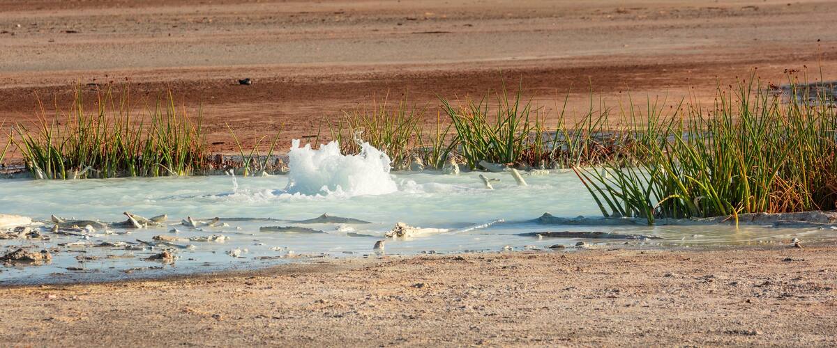 A geothermal area with bubbling hot springs and sparse vegetation.