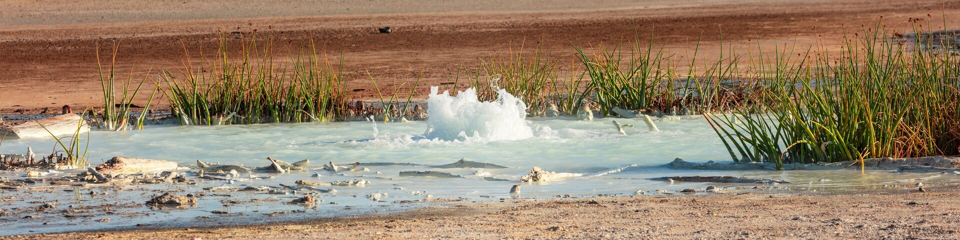 A geothermal area with bubbling hot springs and sparse vegetation.