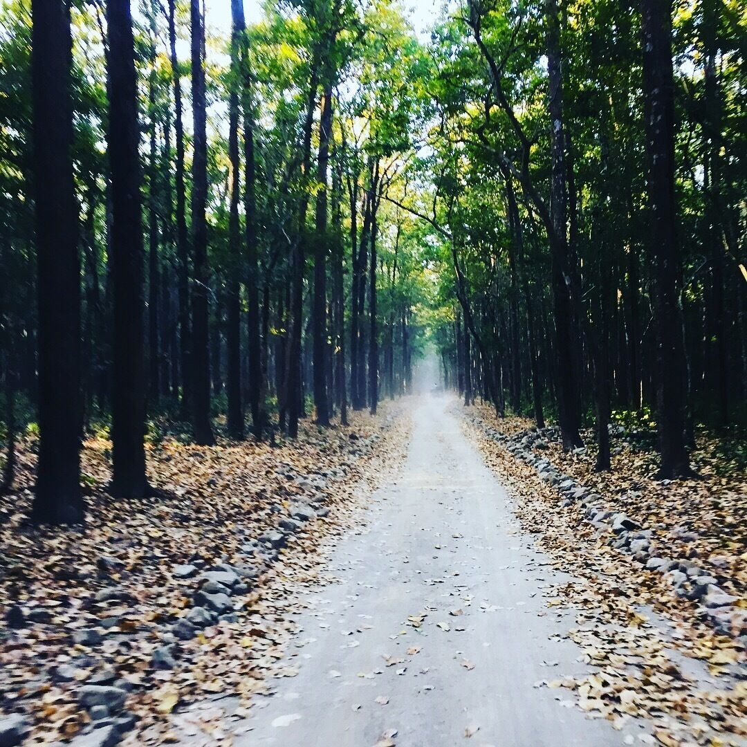Home to elephants and leopards, along with hundreds of species of birds. Enjoy nature / forest on an open jeep 🚙 Jim Corbett national park is a forested wildlife sanctuary. 
#lifeatexpedia
