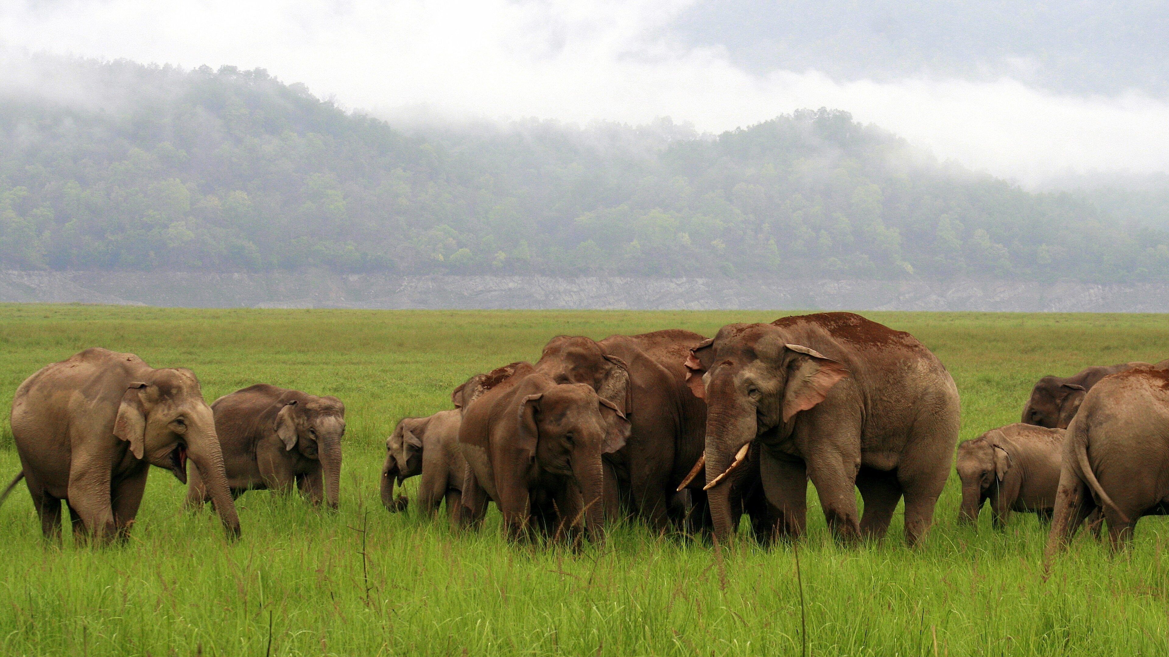 Corbett National Park