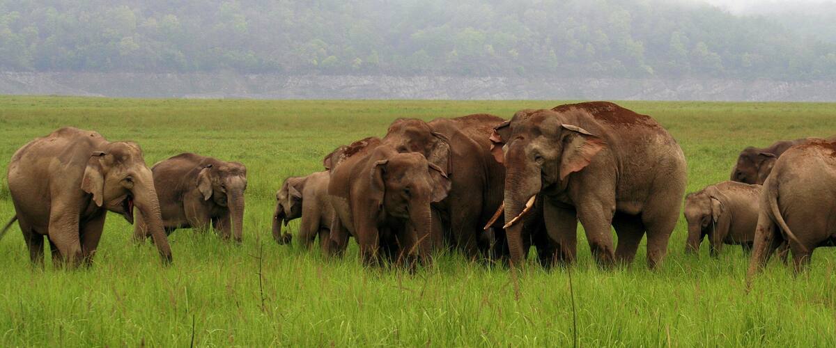 Corbett National Park