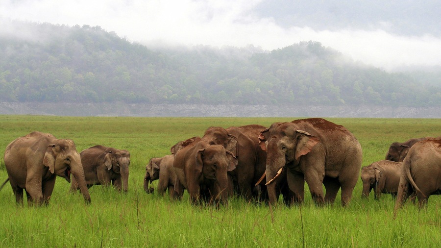 Corbett National Park