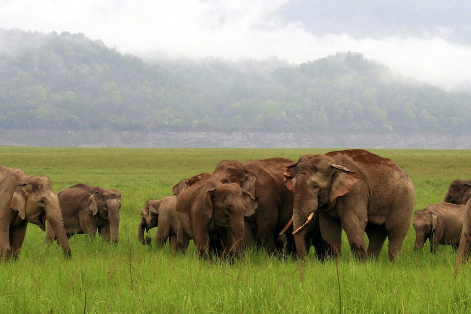 A herd of elephants in a grassy field with a forested hill in the background.