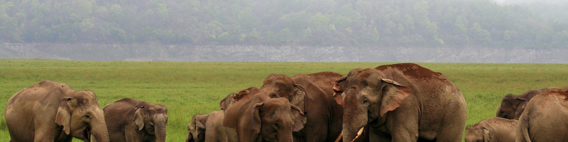Corbett National Park