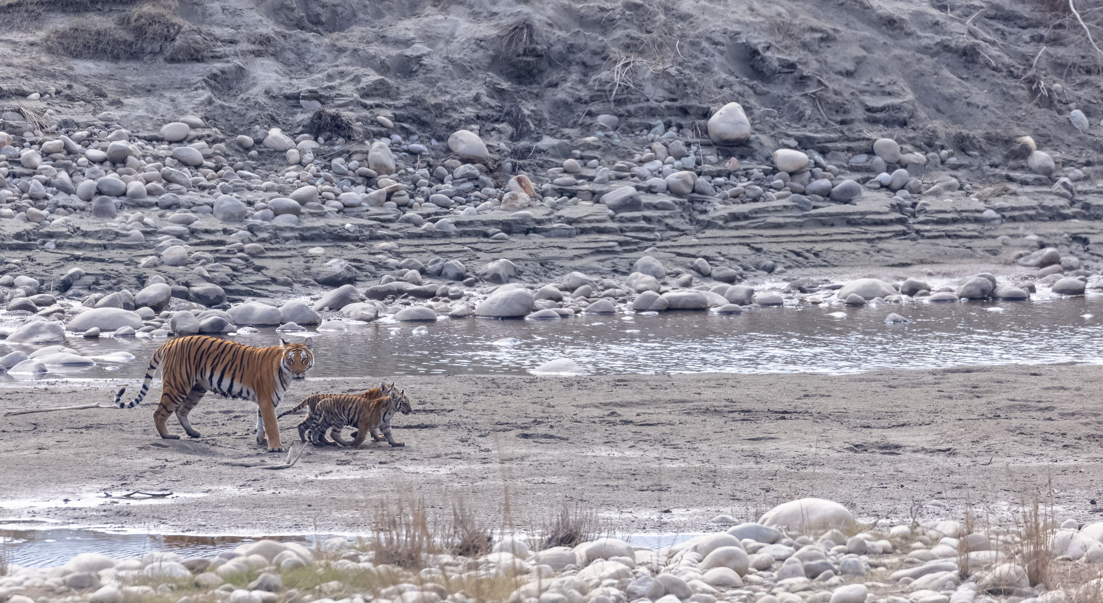 Female tigress (Panthera tigris) with newly born cubs walking near river side at jungle of jim corbett.