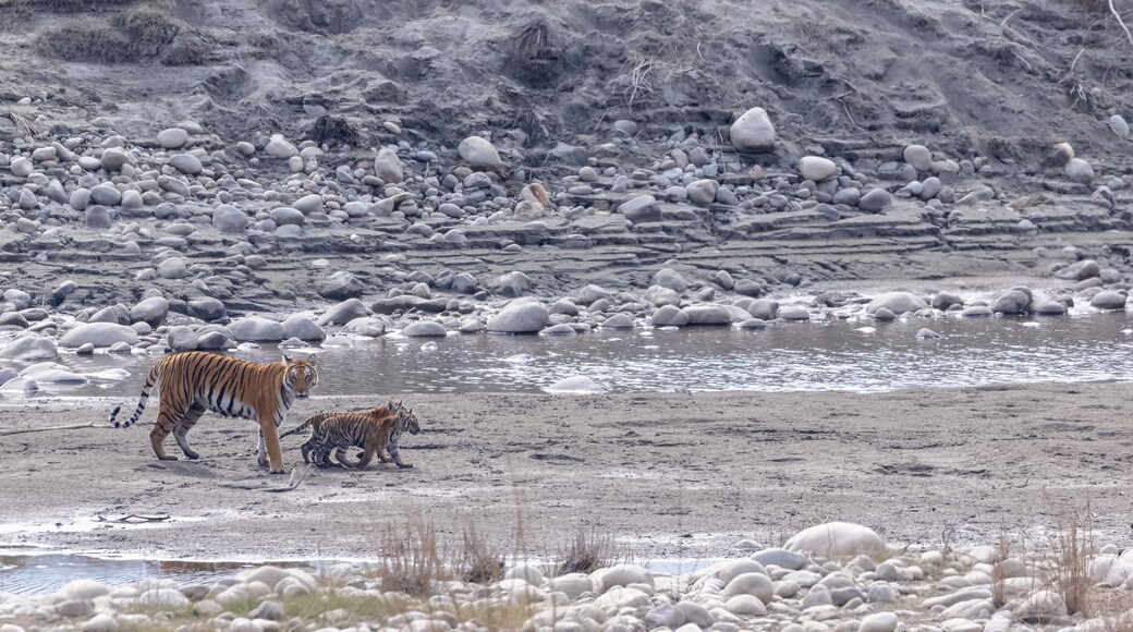 Female tigress (Panthera tigris) with newly born cubs walking near river side at jungle of jim corbett.