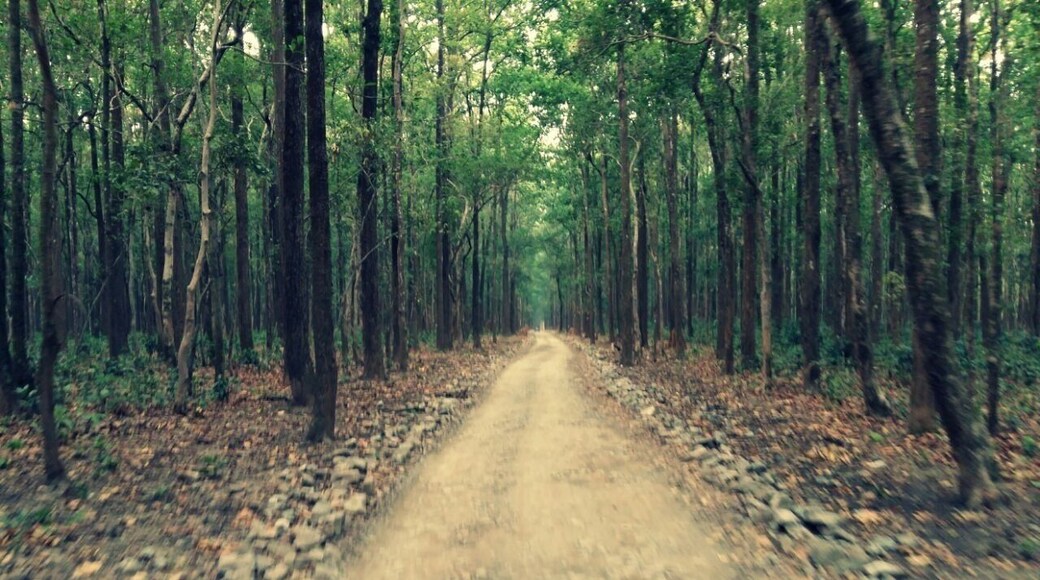 Jungle Safari to Jim Corbett National Park #lifeatexpedia
