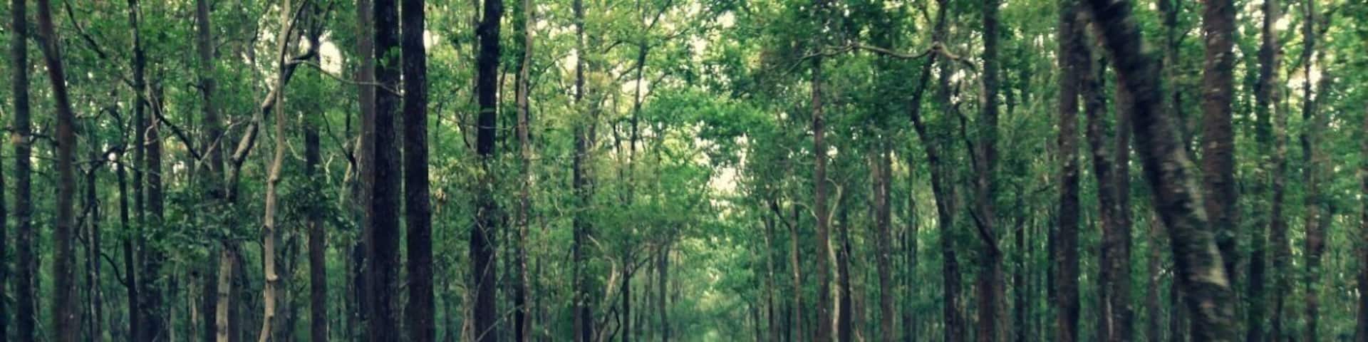 A forested dirt road flanked by tall trees.