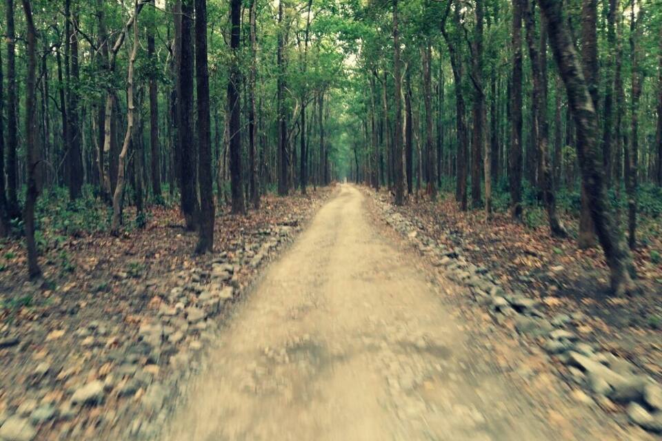 A forested dirt road flanked by tall trees.