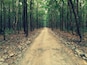A forested dirt road flanked by tall trees.