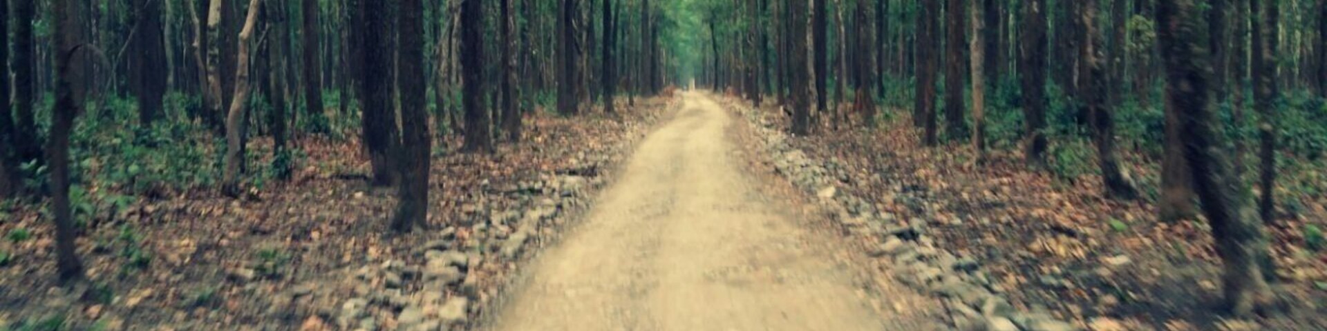 Jungle Safari to Jim Corbett National Park #lifeatexpedia