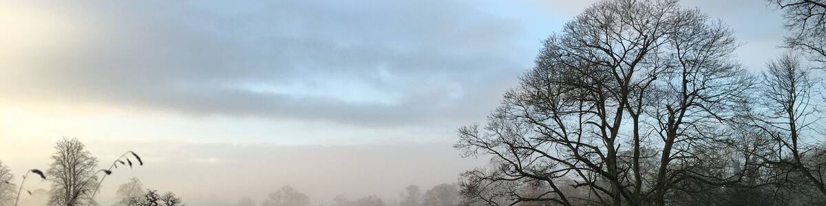 A foggy field with a prominent leafless tree in the foreground and a fence in the background.