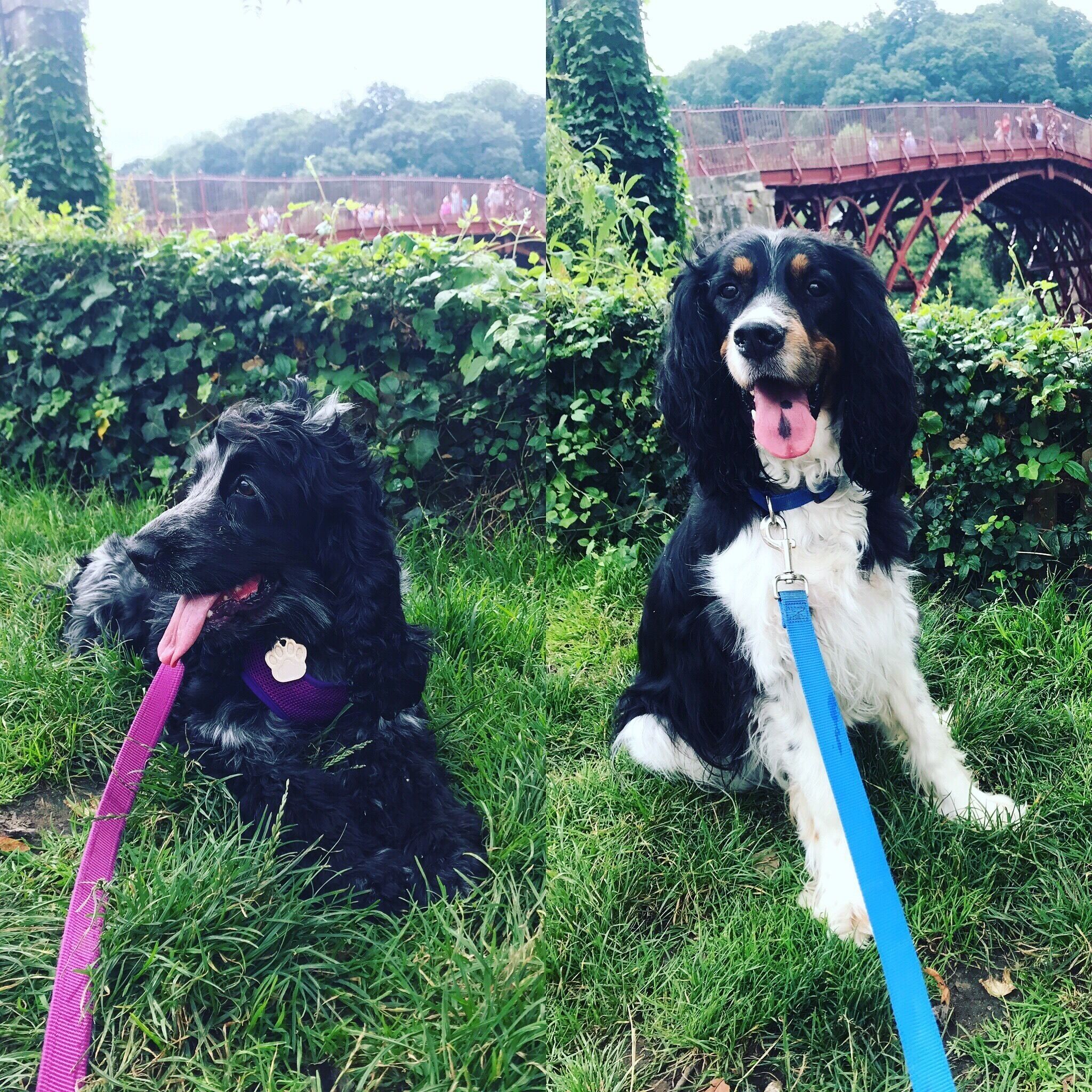 Traveling with Spaniels!!! ❤️😍 overlooking the beautiful ironbridge.