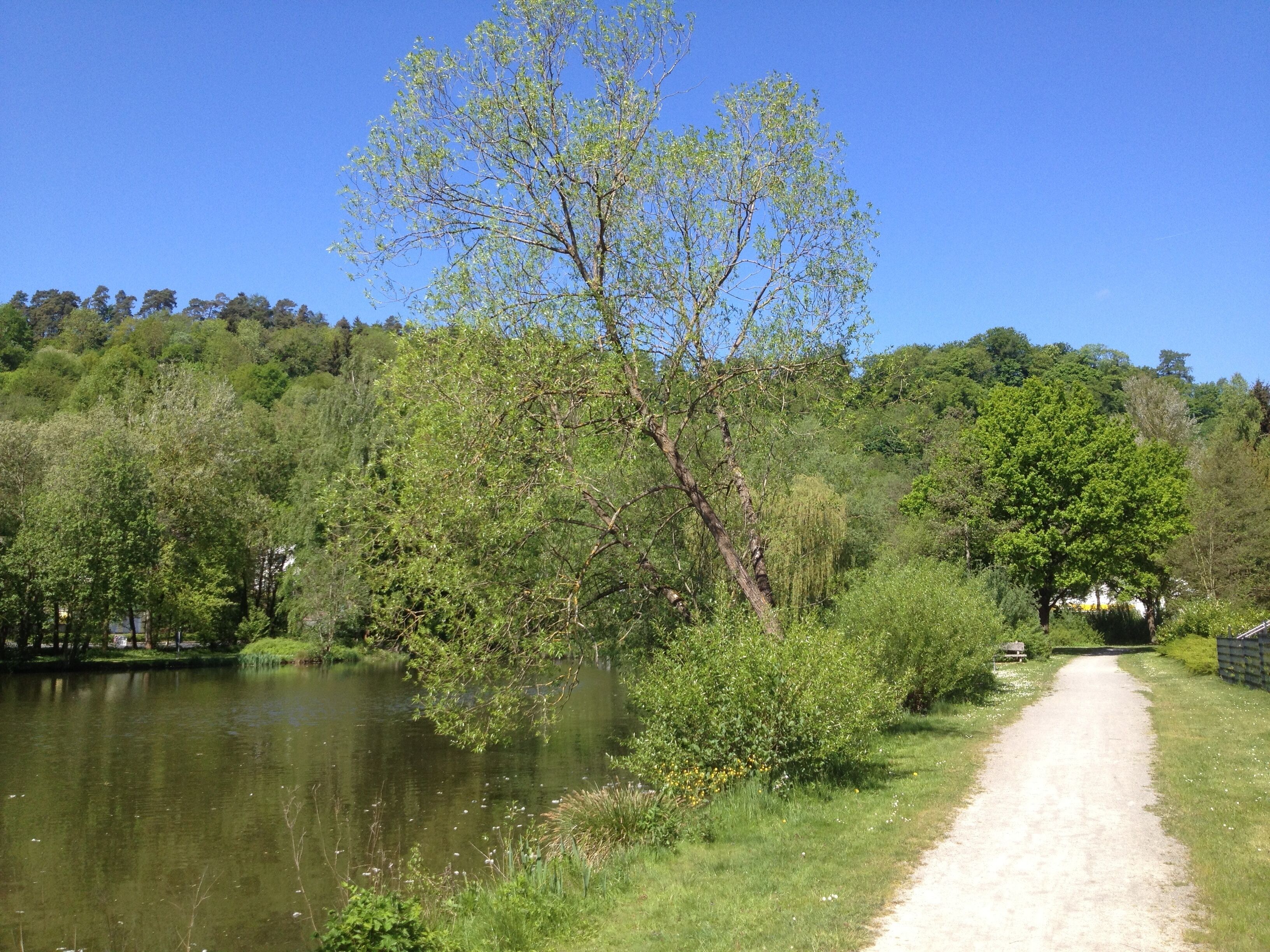 A dirt path beside a calm lake, surrounded by lush greenery and trees.