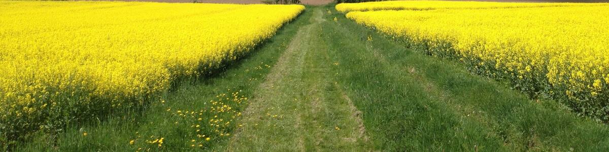 Der Eco Pfad Archäologie Naumburg und der Habichtswaldsteig südlich von Ippinghausen auf einem Wiesenweg mit Blick auf den Weidelsberg, auf welchem die Weidelsburg steht
