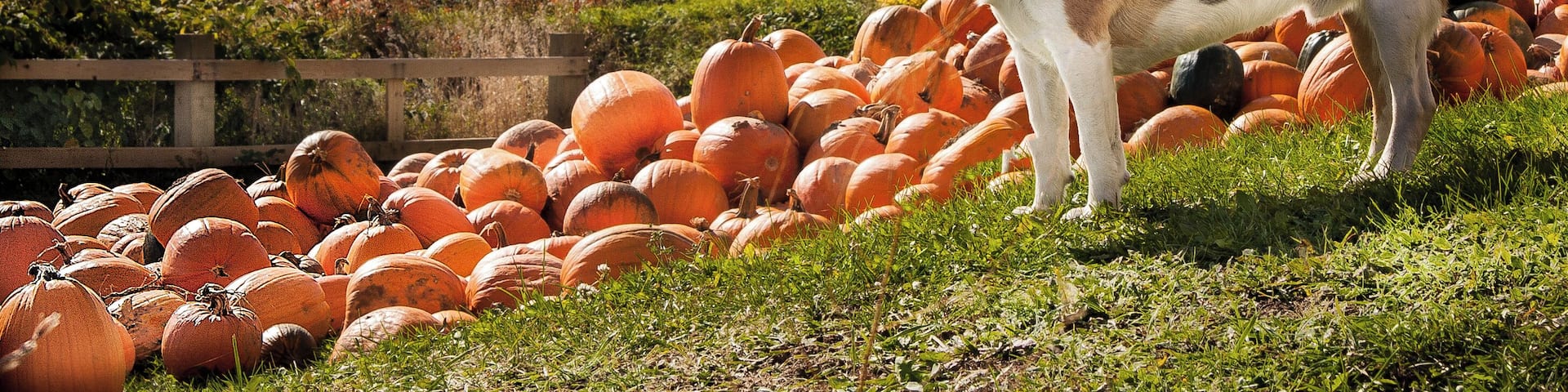 Beautiful landscape,