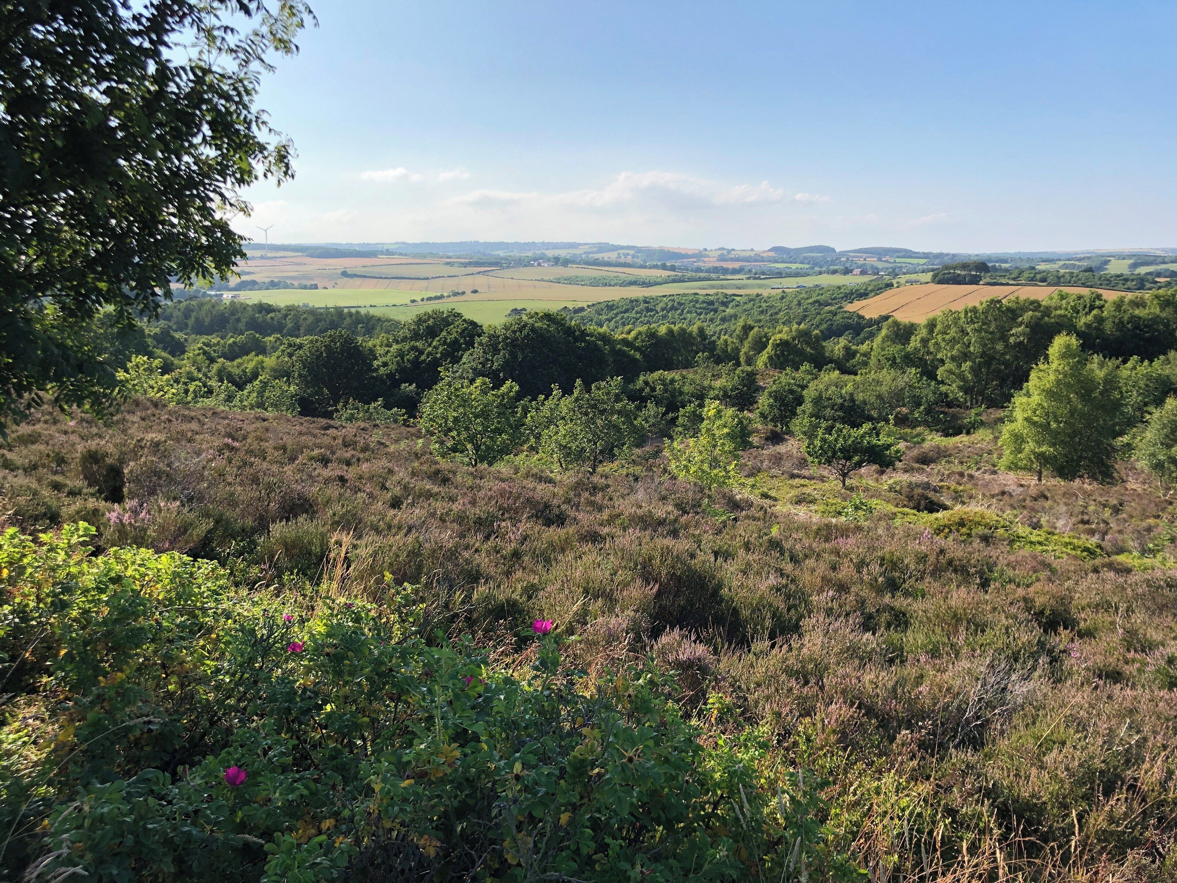 Lovely walking with great views across the fell