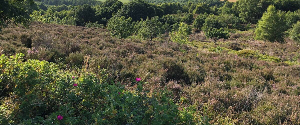 Lovely walking with great views across the fell
