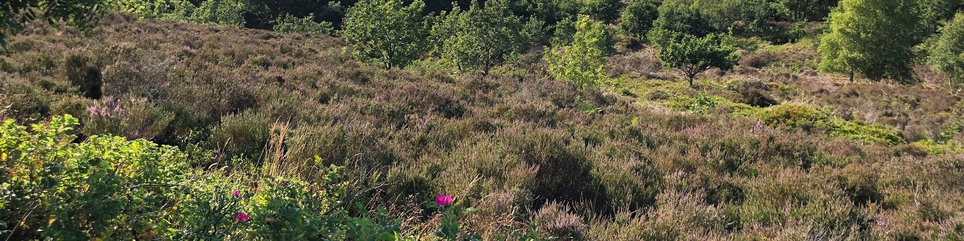 Lovely walking with great views across the fell