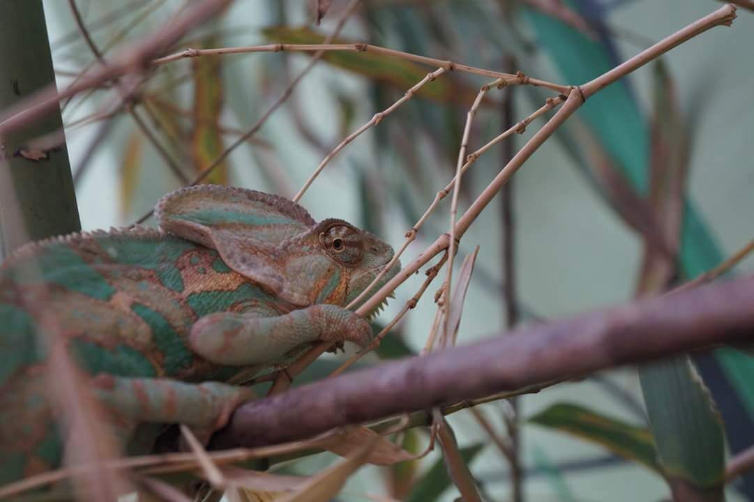 Camaleón en selva viva