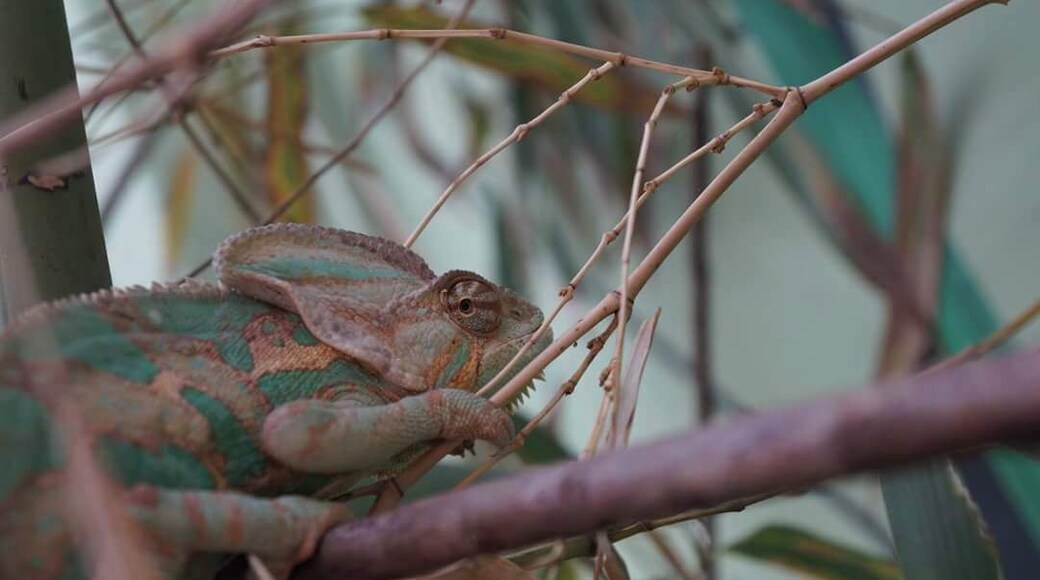 Camaleón en selva viva
