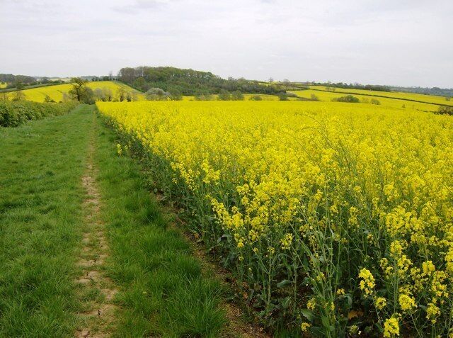 The Macmillan Way near Creaton On this very good path, part of the Macmillan Way, the predominant colour is yellow, whichever direction you look. There appears to be more rape planted in this parish than anywhere else in England. The single respite is the green woodland of Creaton Covert rising in the middle distance.