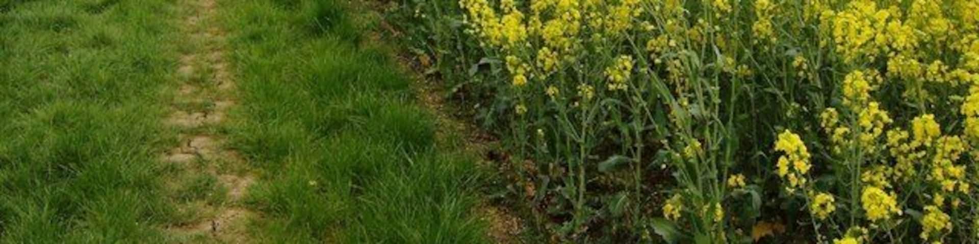 The Macmillan Way near Creaton On this very good path, part of the Macmillan Way, the predominant colour is yellow, whichever direction you look. There appears to be more rape planted in this parish than anywhere else in England. The single respite is the green woodland of Creaton Covert rising in the middle distance.