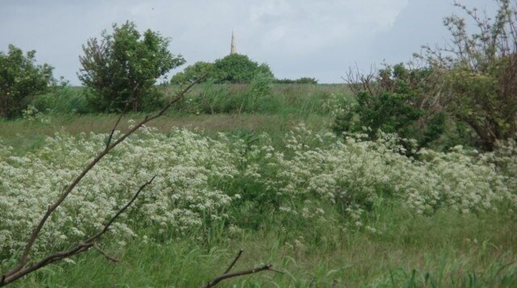 A view across scrubland in Buckinghamshire with the spire of St James' parish church, Hanslope seeming to rise from one of the bushes