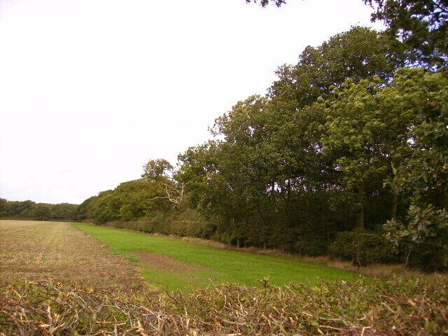 The edge of East Ashalls Copse