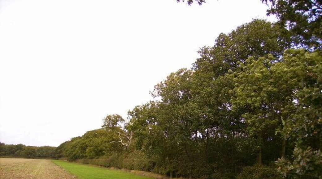 The edge of East Ashalls Copse