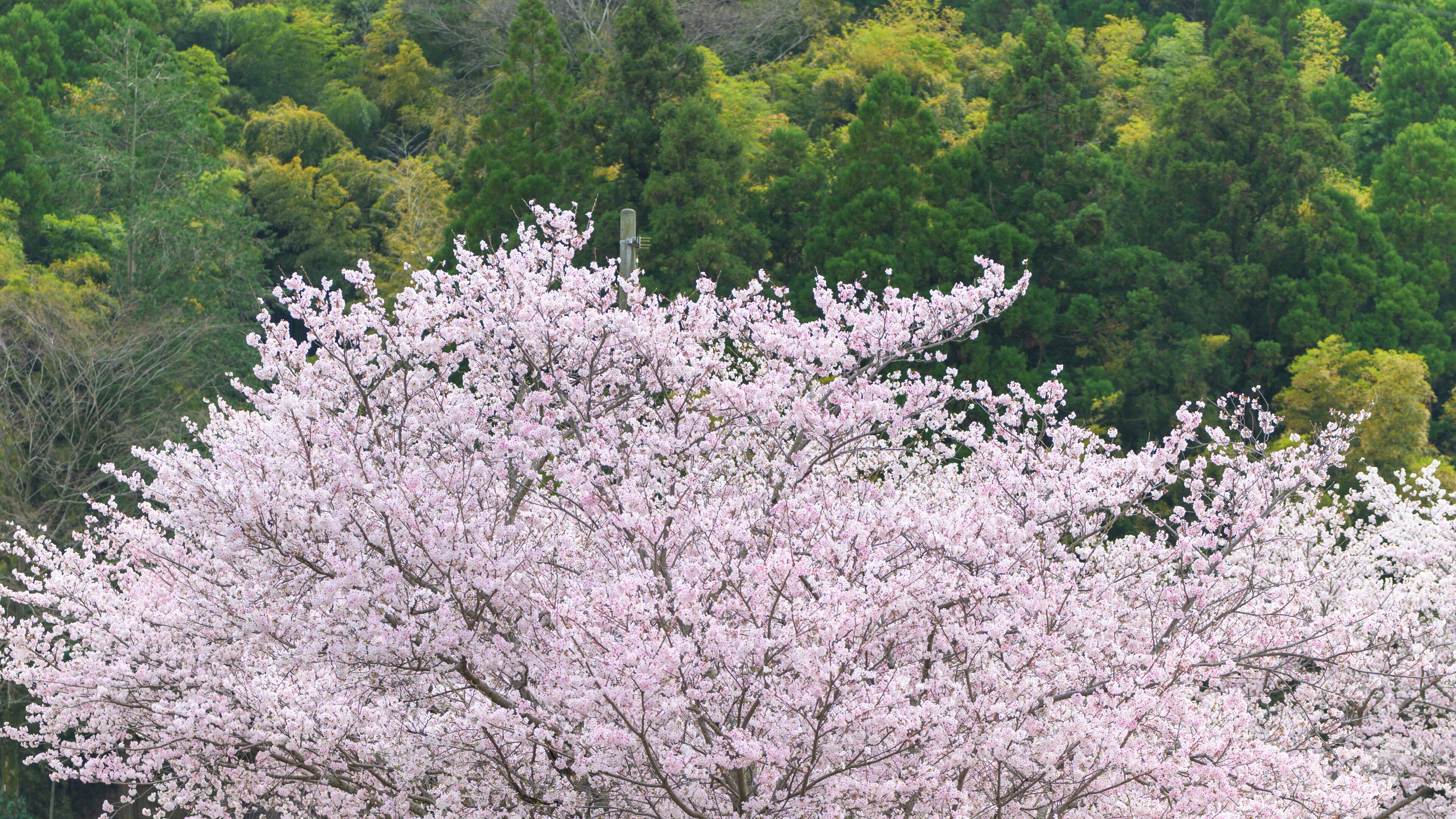 桜の花咲く季節「山並み・田舎の桜」
Cherry blossom season "Mountain range / countryside cherry blossoms"
日本2022年(3月)(春)撮影
Taken in Japan 2022 (March) (Spring)
九州・熊本県菊池郡大津町
Ozu Town, Kikuchi District, Kyushu
(岩坂運動公園)