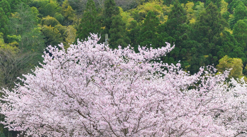 桜の花咲く季節「山並み・田舎の桜」
Cherry blossom season "Mountain range / countryside cherry blossoms"
日本2022年(3月)(春)撮影
Taken in Japan 2022 (March) (Spring)
九州・熊本県菊池郡大津町
Ozu Town, Kikuchi District, Kyushu
(岩坂運動公園)