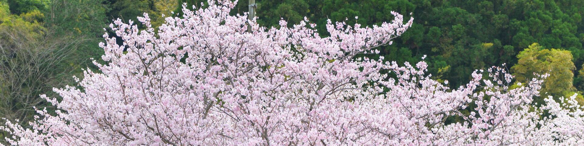 桜の花咲く季節「山並み・田舎の桜」
Cherry blossom season "Mountain range / countryside cherry blossoms"
日本2022年(3月)(春)撮影
Taken in Japan 2022 (March) (Spring)
九州・熊本県菊池郡大津町
Ozu Town, Kikuchi District, Kyushu
(岩坂運動公園)