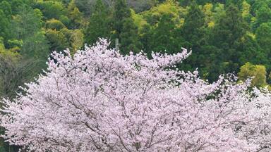 桜の花咲く季節「山並み・田舎の桜」
Cherry blossom season "Mountain range / countryside cherry blossoms"
日本2022年(3月)(春)撮影
Taken in Japan 2022 (March) (Spring)
九州・熊本県菊池郡大津町
Ozu Town, Kikuchi District, Kyushu
(岩坂運動公園)