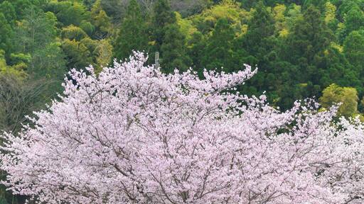 桜の花咲く季節「山並み・田舎の桜」
Cherry blossom season "Mountain range / countryside cherry blossoms"
日本2022年(3月)(春)撮影
Taken in Japan 2022 (March) (Spring)
九州・熊本県菊池郡大津町
Ozu Town, Kikuchi District, Kyushu
(岩坂運動公園)