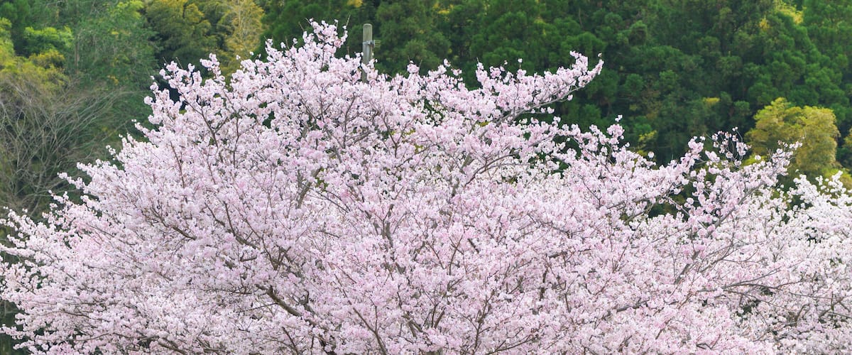 A cherry blossom tree in full bloom with a dense forest in the background.