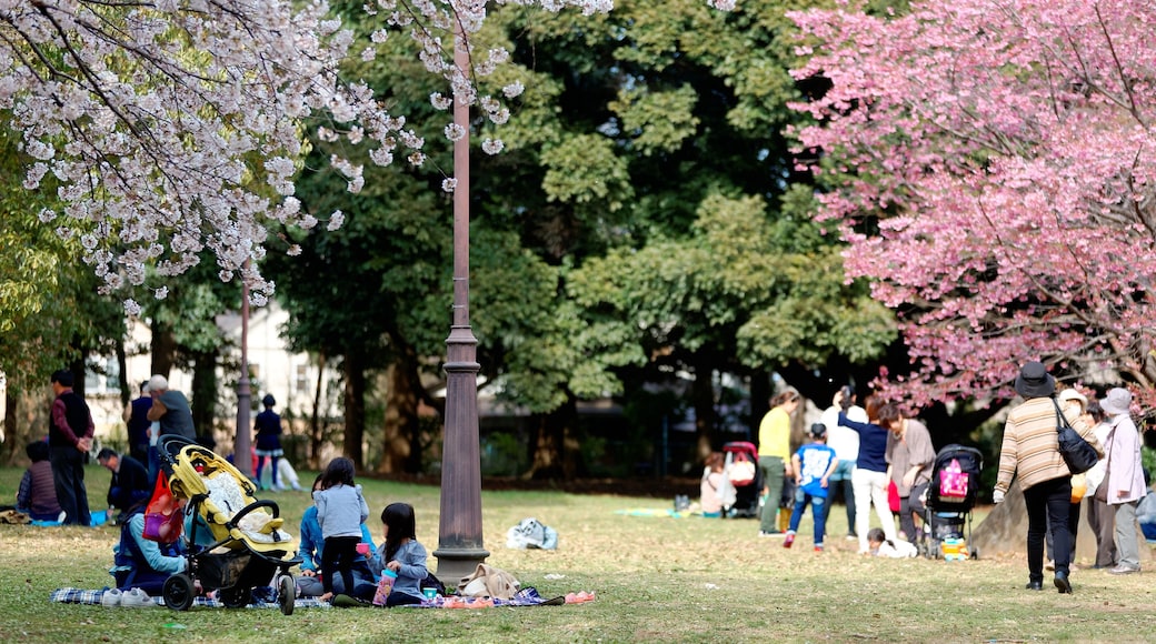 People having a picnic & admiring beautiful cherry blossoms under huge Sakura trees in Omiya Park, Saitama, Japan~Sakura Hanami is a popular leisure activity in Japan nationwide during flower season