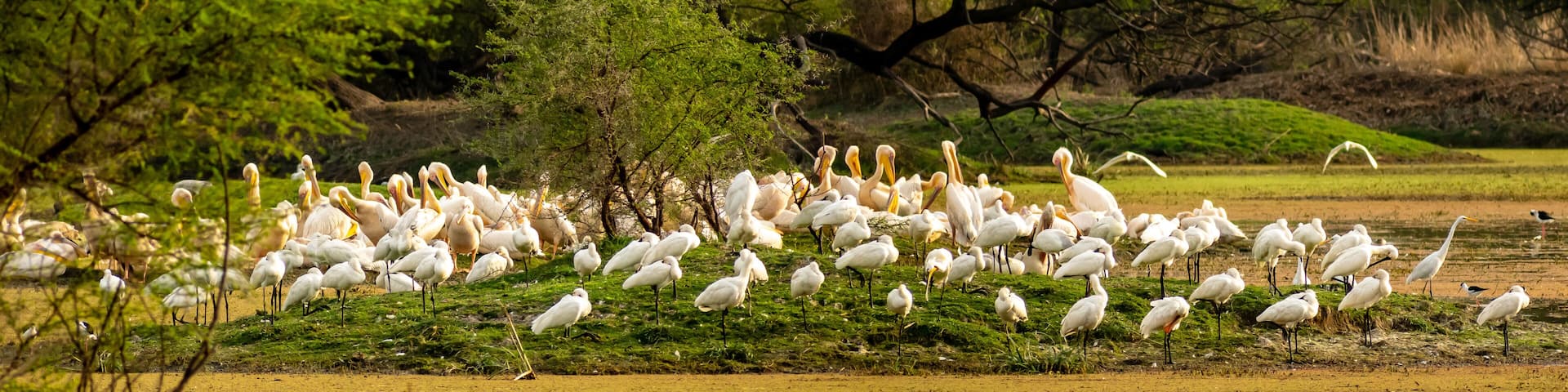 A flock of white birds, likely pelicans, gathered on a grassy area with trees in the background.