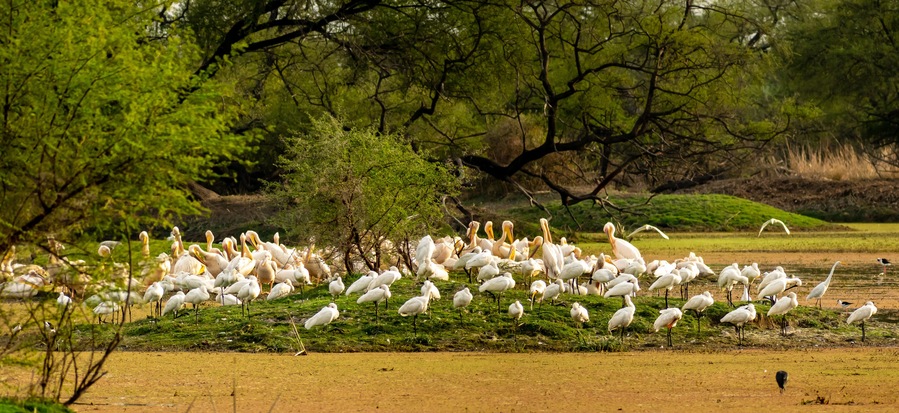 A flock of white birds, likely pelicans, gathered on a grassy area with trees in the background.