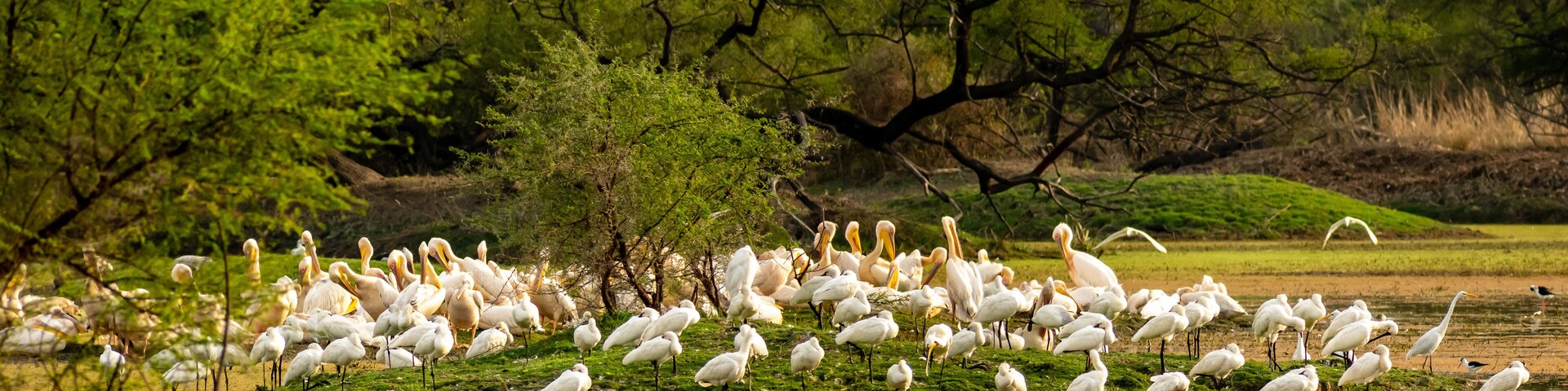 A flock of white birds, likely pelicans, gathered on a grassy area with trees in the background.