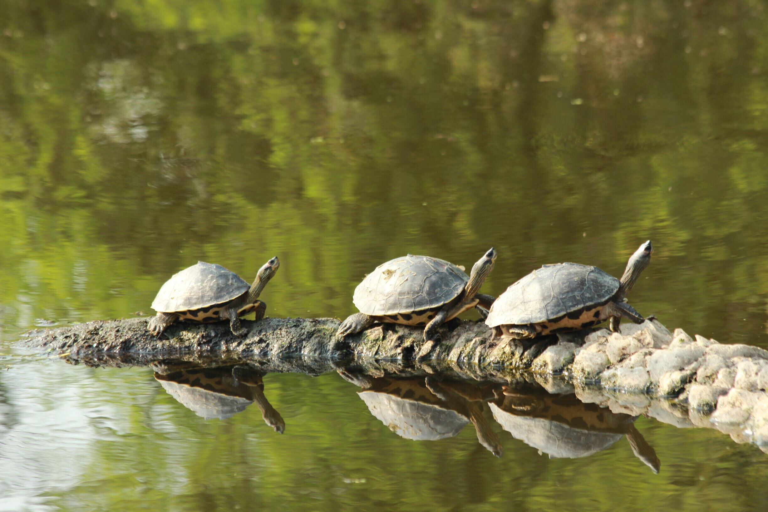 Family of turtles basking in the warm sun on a winter morning. 
#Green