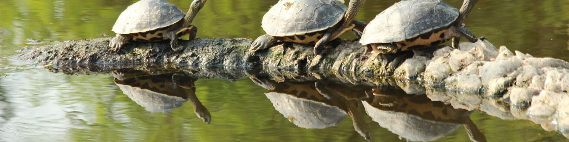Family of turtles basking in the warm sun on a winter morning.
#Green