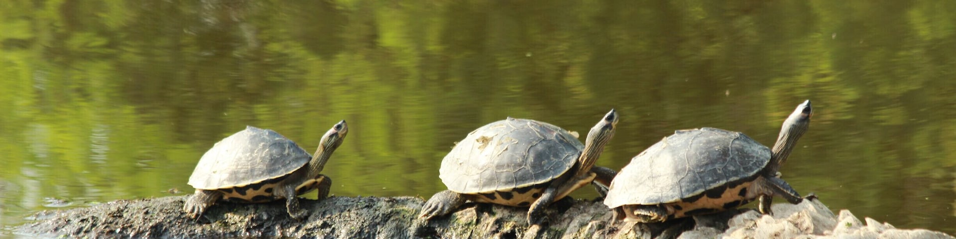 Family of turtles basking in the warm sun on a winter morning.
#Green