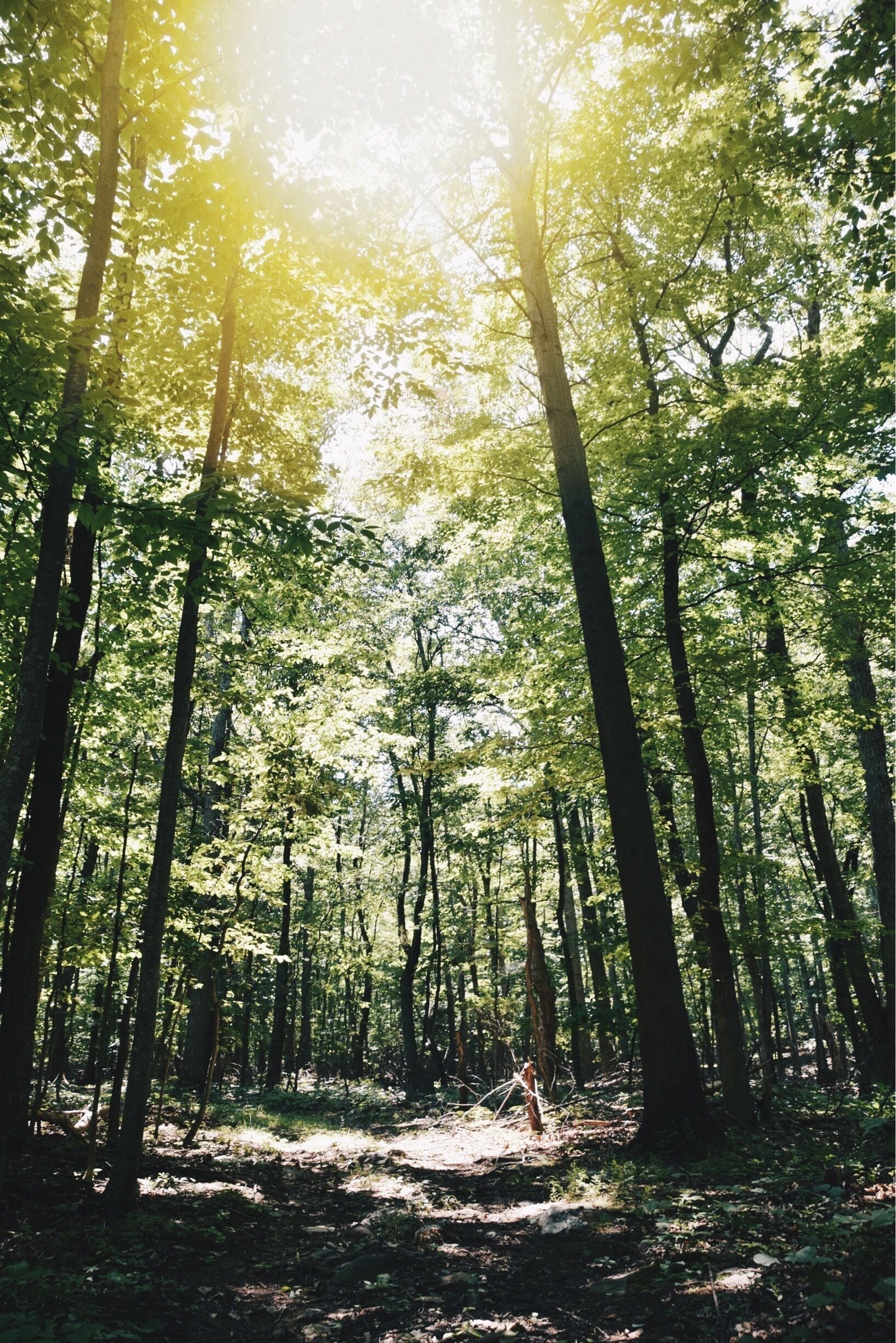 Hikes through the mountains of Virginia