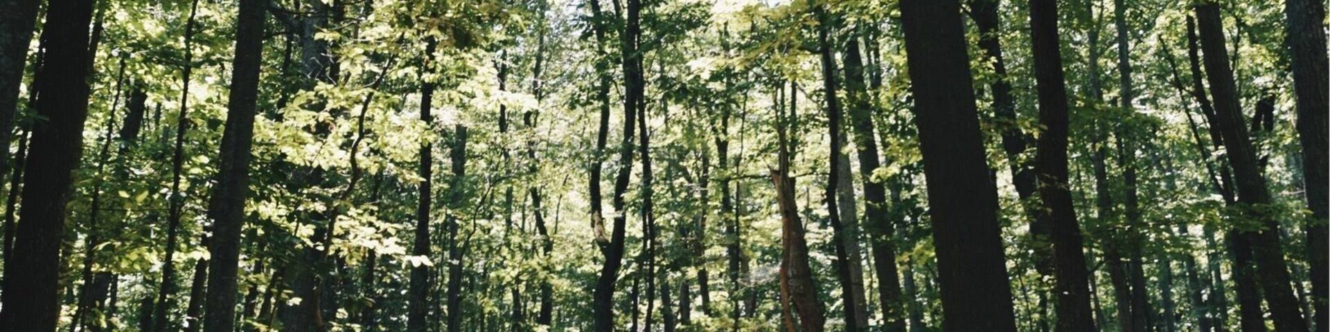 Hikes through the mountains of Virginia