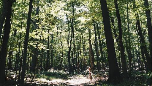 Hikes through the mountains of Virginia